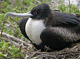 Galapagos 7-2-08 Genovesa Darwin Bay Female Great Frigatebird The adult female great frigatebird has a red ring around the eye and a white throat and a white breast.